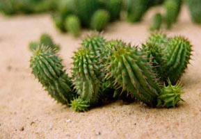 Weight loss. Hoodia - nouvelle manière pour la perte de poids.