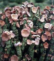 Hoodia. Hoodia gordonii, a natural appetite suppressant.